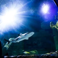 SEA LIFE Porto: Entry Ticket — gallery 2