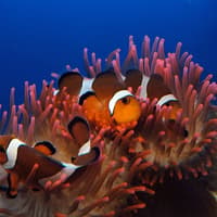 Akvárium v Janově: Rezervovaný vstup, Aquarium of Genoa, Janov