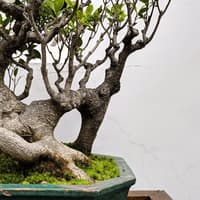 Dr. Sun Yat-Sen Chinese Garden: Entry Ticket + Guided Tour Option — gallery 1