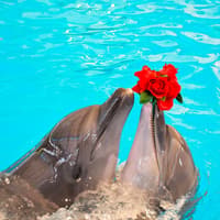 Phuket Dolphin Show Tickets: Foreigners — gallery 5