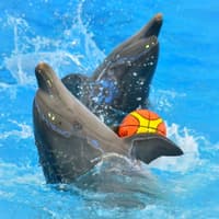 Phuket Dolphin Show Tickets: Thai Residents — gallery 1