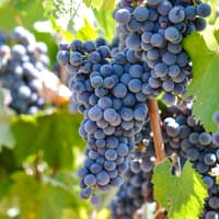 Chianti Region Guided Tour with Local Tastings and Vineyards — gallery 2