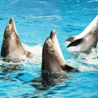 Dubai Dolphinarium: Dolphin and Seal Show — gallery 4