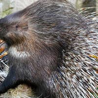 Krakow Zoo Entrance Tickets with Hotel Transfers — gallery 4