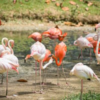Zoo Negara & Panda Conservation Centre Tickets — gallery 3