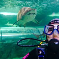 Shark Dive Xtreme Tickets at SEA LIFE Sydney Aquarium — gallery 4