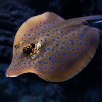 Cairns Aquarium by Twilight — gallery 2