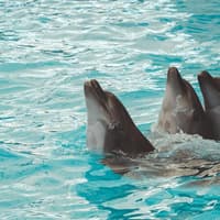 Pattaya Premium Pass: 29+ Benefits with Sanctuary of Truth — gallery 1