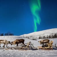 Tromso: Northern Lights, Reindeer and Sami Experiences — gallery 1