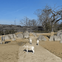 Paris Zoological Park: Entry Ticket — gallery 3
