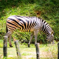 Zoo Negara & Panda Conservation Centre Tickets — gallery 4