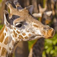 Tickets to Barcelona Zoo — gallery 2