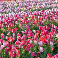 The Tulip Barn: Entry Ticket — gallery 4