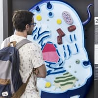 Combo: Oceanogràfic + Science Museum + Hemisfèric Tickets — gallery 5