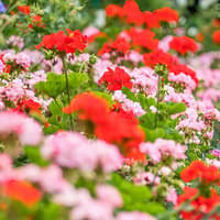 From Paris: Monet’s Garden Guided Tour with Transfers — gallery 5