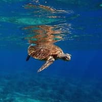 Mooloolaba: Guided Speedboat Tour — gallery 2