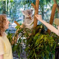 પોર્ટ સ્ટીફન્સ કોલ્લા સંરક્ષણ ટિકિટો, Lone Pine Koala Sanctuary, Brisbane