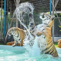Tiger Park Tickets with Tiger Play Packages — gallery 5