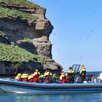 Husavik: Whale Watching and Puffin Tour on RIB speedboat — gallery 5