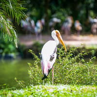 Zoo Negara & Panda Conservation Centre Tickets — gallery 5