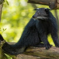 Bali Safari Tickets — gallery 2