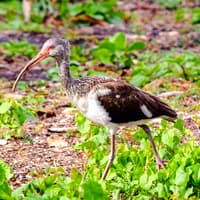 Everglades National Park: Half‑Day Tour with Airboat, Guided Nature Walk & Transportation — gallery 3