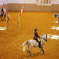 Spanish Riding School Training with Music Tickets — gallery 3
