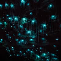 Offbeat Waitomo Glowworm Cave Small Group Guided Tour — gallery 3