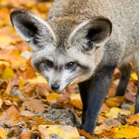 Krakow Zoo Entrance Tickets with Hotel Transfers — gallery 2