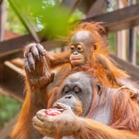 Bioparc Fuengirola Tickets — gallery 1
