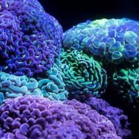Cairns Aquarium by Twilight with Dinner — gallery 1