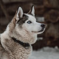 Husky Park Rovaniemi: Entry Ticket — gallery 1