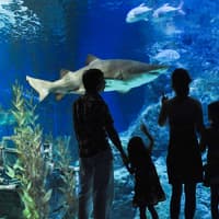 Aquaria Phuket Group Saver Tickets for Foreign Travelers: Group of 3 & More — gallery 2