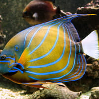 Tickets to Vasco da Gama Aquarium in Lisbon — gallery 3