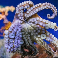 Barcelona Aquarium Skip-the-Line Tickets — gallery 3