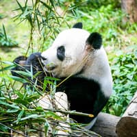 Zoo Negara & Panda Conservation Centre Tickets — gallery 2