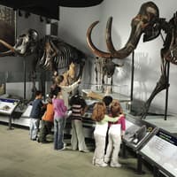 The Field Museum of Natural History: Entry Ticket — gallery 2