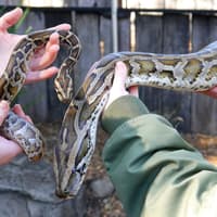 Australian Reptile Park Ticket — gallery 4