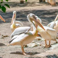 Safari World + Marine Park Tickets with Lunch and Optional Transfers — gallery 4