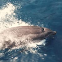 Cap Norfeu: 2.5-Hr Glass Bottom Boat Tour from Roses or Santa Margarita — gallery 4