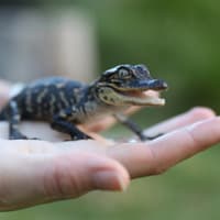 Australian Reptile Park Ticket — gallery 3