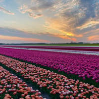 Amsterdam: Guided Tulip Tour + Dinner — gallery 4