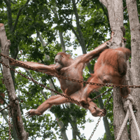 Tickets to Barcelona Zoo — gallery 4