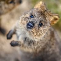 Featherdale Wildlife Park Tickets — gallery 3
