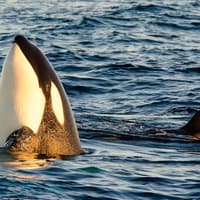Long Beach: Whale and Dolphin Watching Cruise — gallery 3