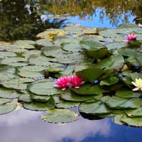 Half-Day Tour to Giverny from Paris with Monet’s House & Gardens — gallery 2