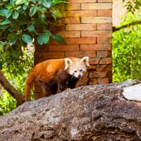 Bioparc Fuengirola Tickets — gallery 4