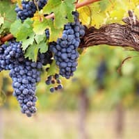 Saint-Émilion Village: Full-Day Wine Tour from Bordeaux — gallery 1