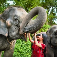 Kerchor Elephant Family Experiences with Round-Trip Transfers — gallery 2