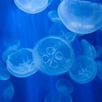 พิพิธภัณฑ์สัตว์น้ำเจนัว: บัตรเข้าชมพร้อมอาหารกลางวันหรืออาหารเช้า, Aquarium of Genoa, Genoa